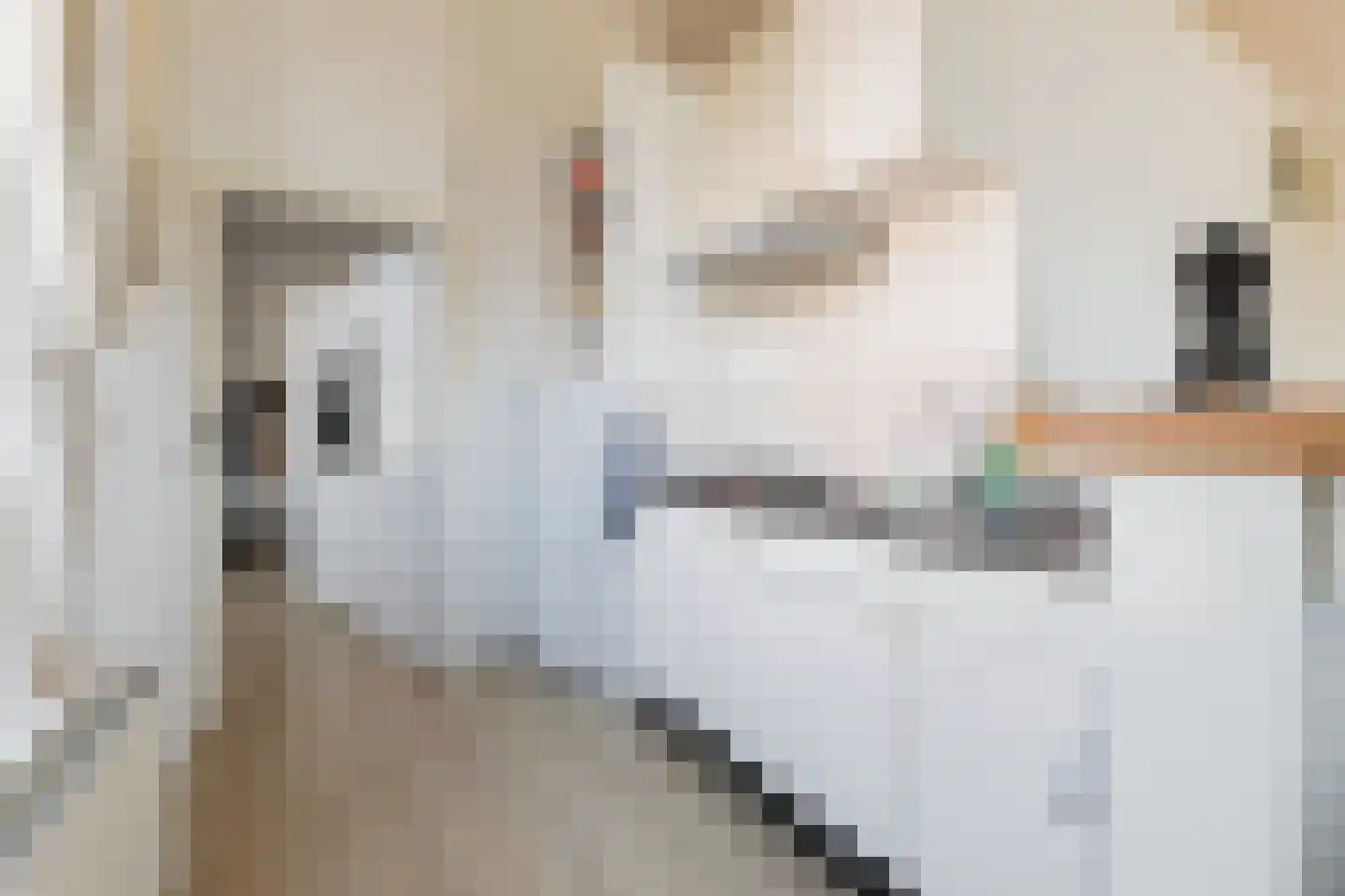 Heerestraat 1 A Baflo thumbnail 20