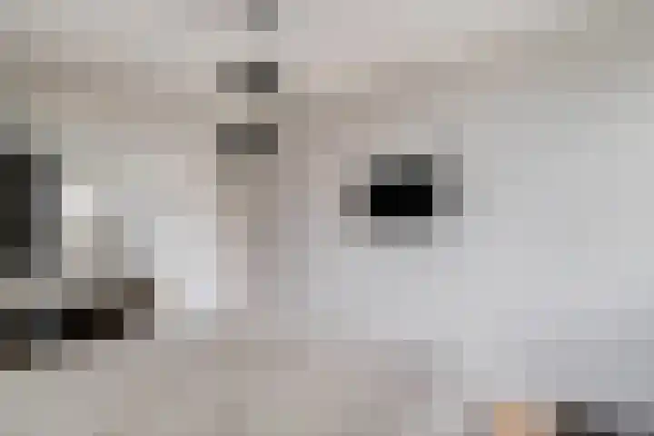 Heerkensmarke 20 Zwolle thumbnail 15