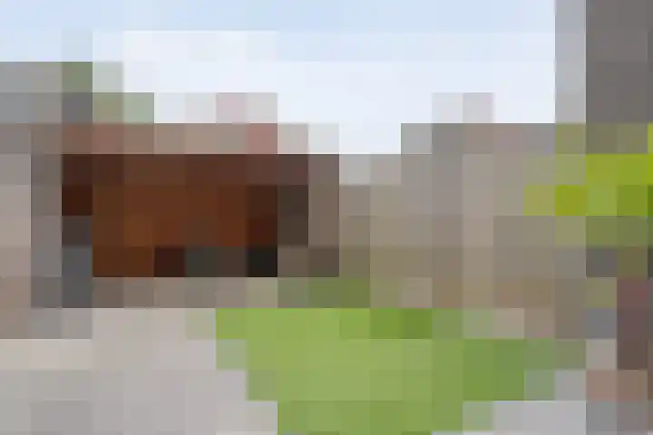 Heerkensmarke 20 Zwolle thumbnail 28