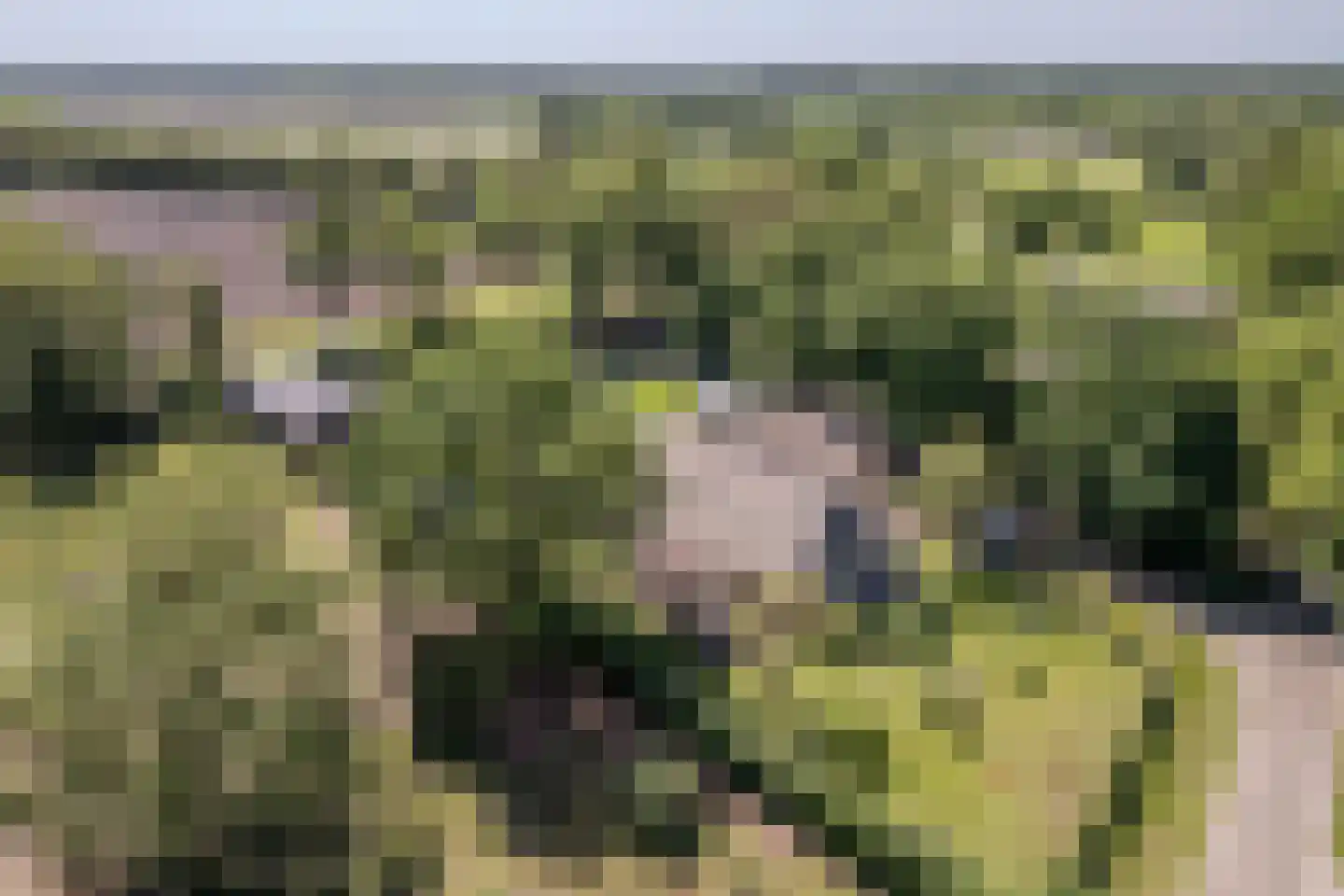 Hees 30 Ruinen foto 3