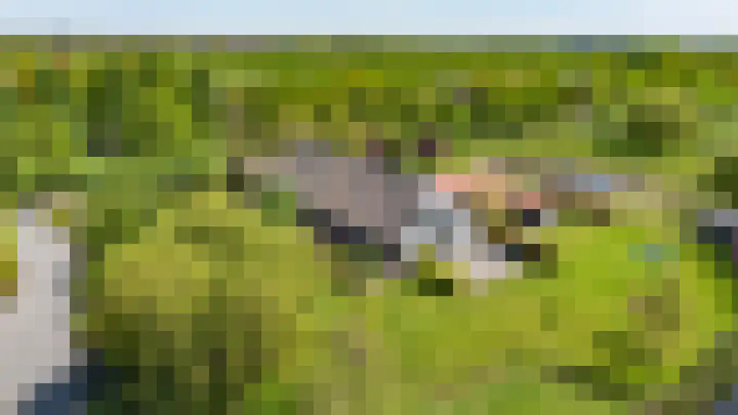 Heesakker 8 Haaren thumbnail 50