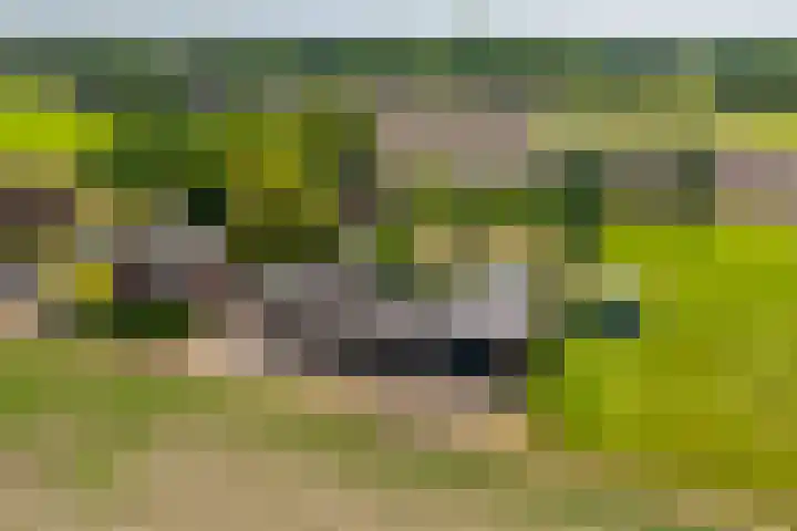 Heeske 3 a Maasbree thumbnail 75