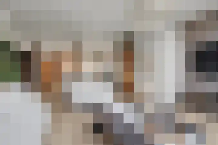 Heeskesacker 1244 Nijmegen thumbnail 9