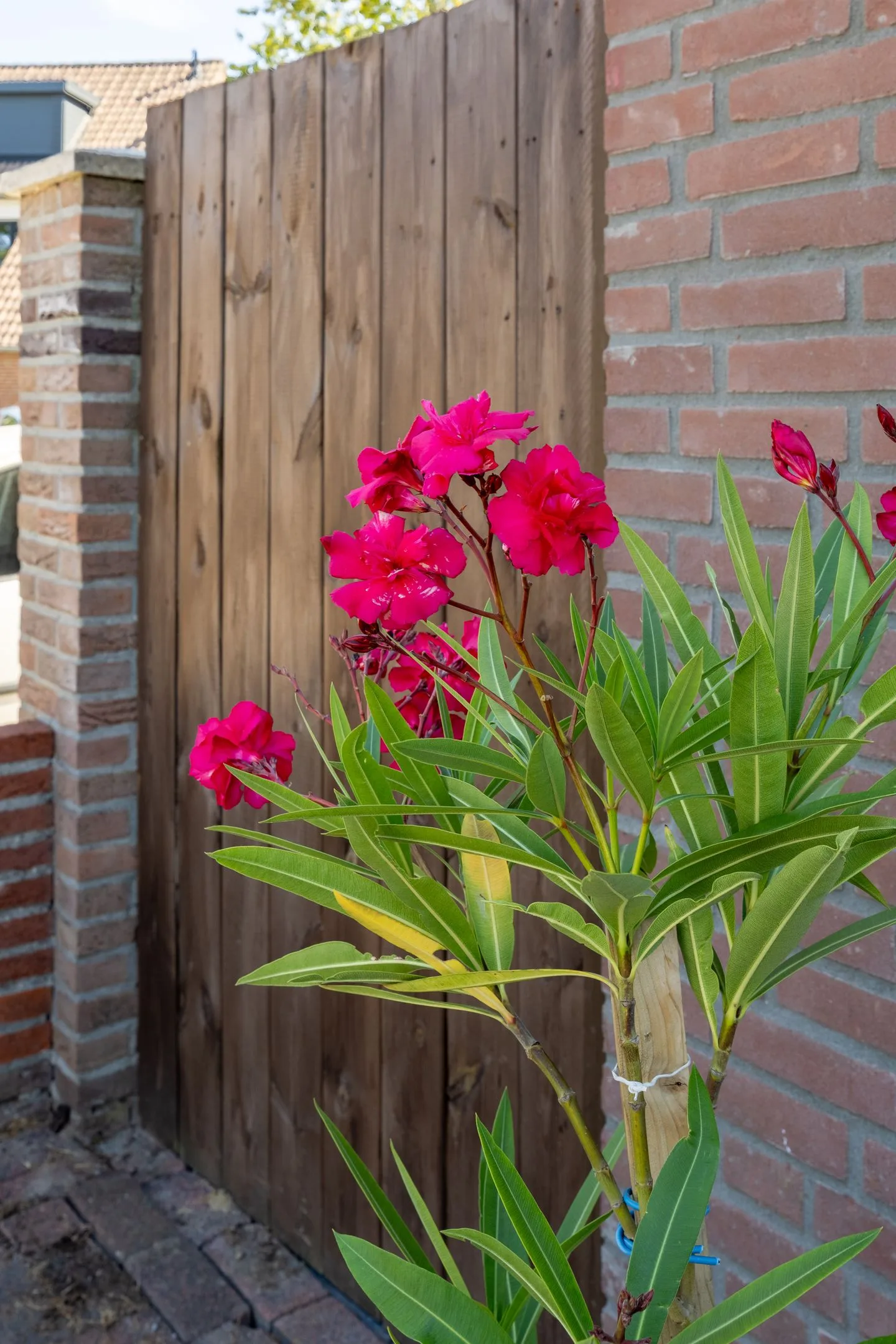 Heeskesacker 1516 Nijmegen thumbnail 21