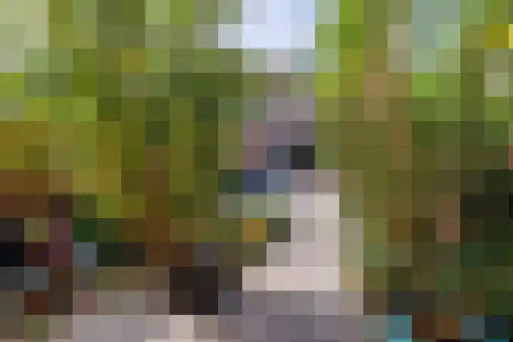 Heeskesacker 2130 Nijmegen thumbnail 30