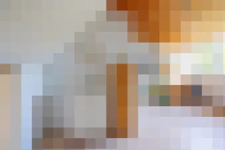 Heeskesacker 2130 Nijmegen thumbnail 52