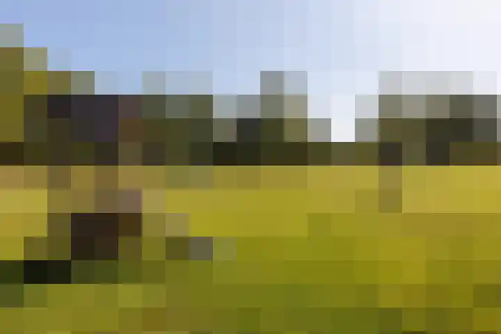 Heeskesacker 2130 Nijmegen thumbnail 59