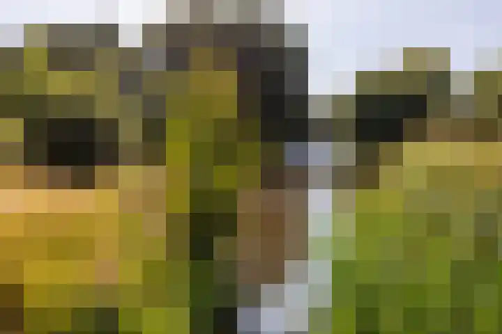 Heeskesacker 2130 Nijmegen thumbnail 61