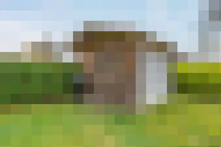 Heetveld 1 R 39 Sint Jansklooster thumbnail 11