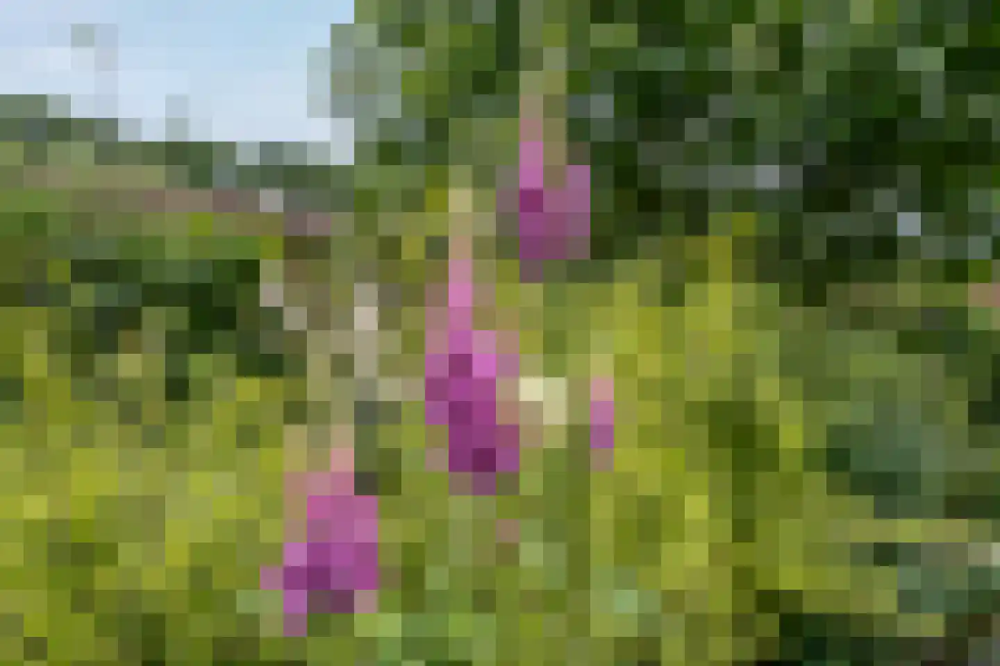 Heetveld 1 R 42 Sint Jansklooster thumbnail 17