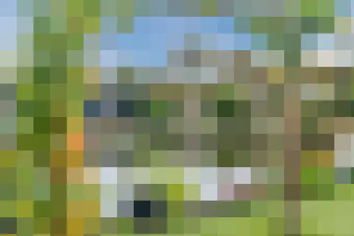 Heezerenbosch 6 R 35 Heeze thumbnail 33