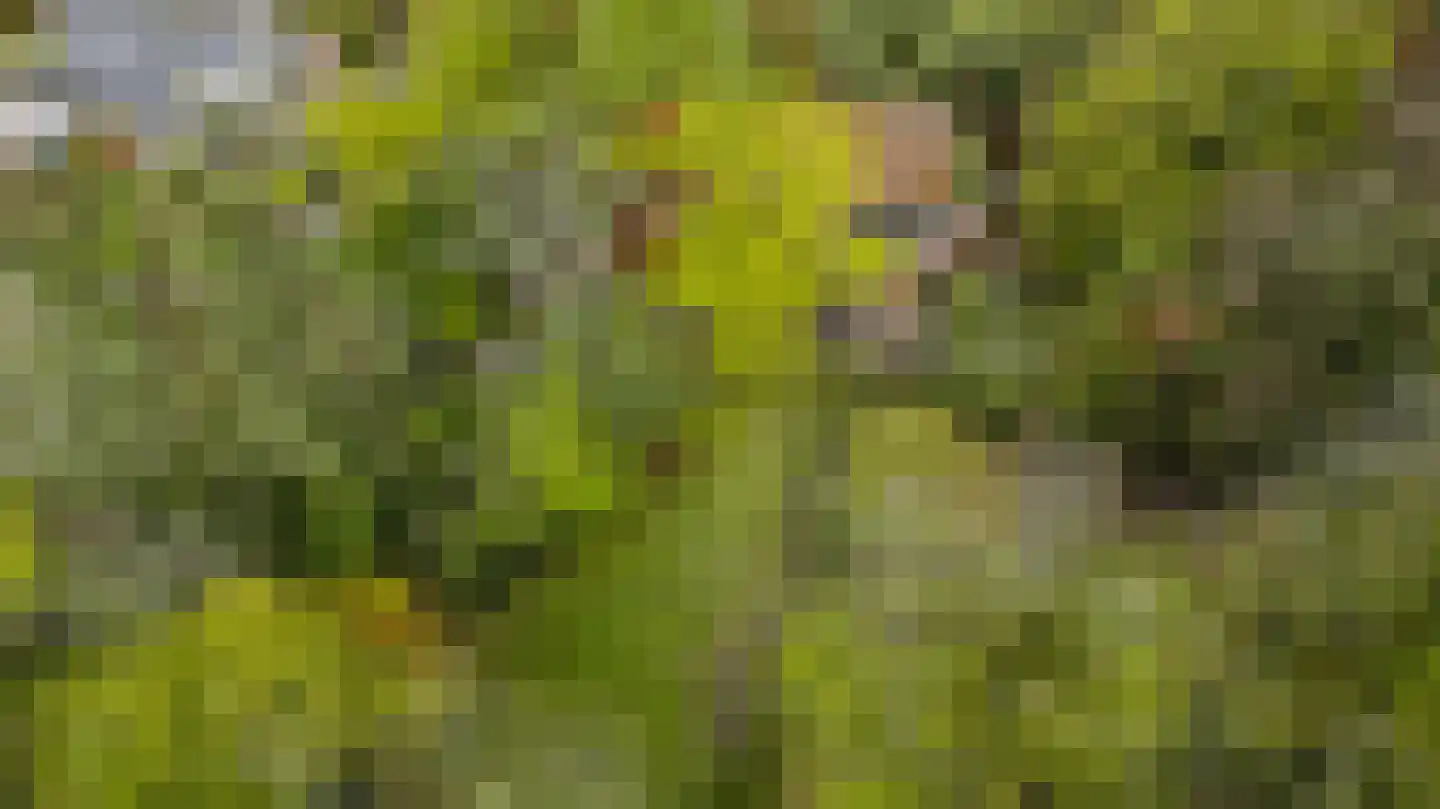 Heezerenbosch 8 Heeze thumbnail 5