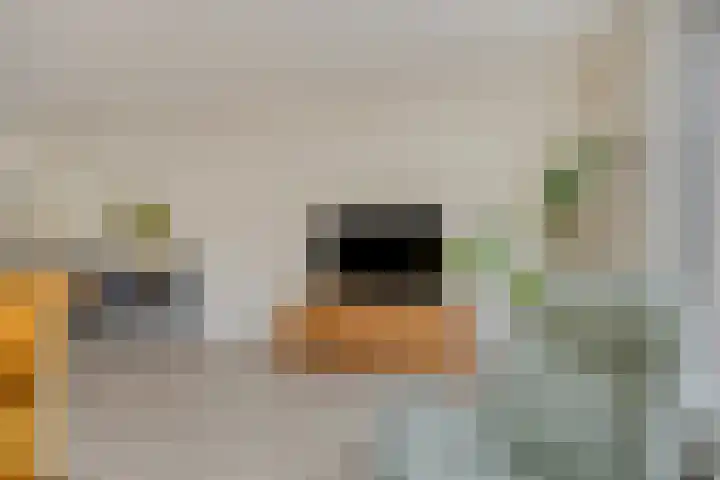 Hegdambroek 1716 Nijmegen thumbnail 8