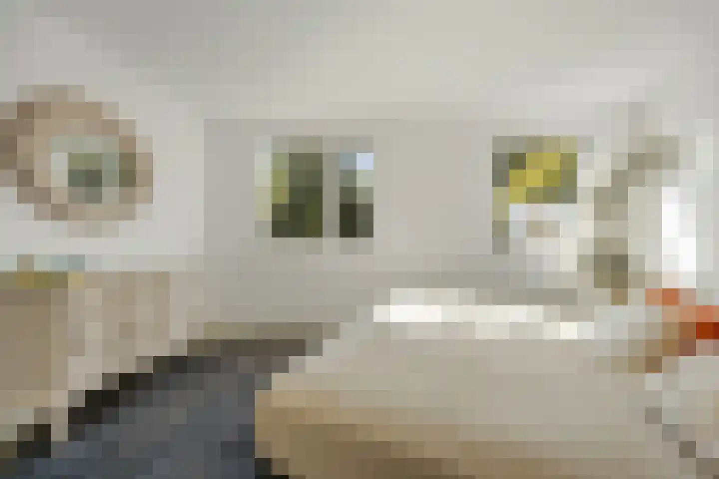 Hegdambroek 2516 Nijmegen thumbnail 20