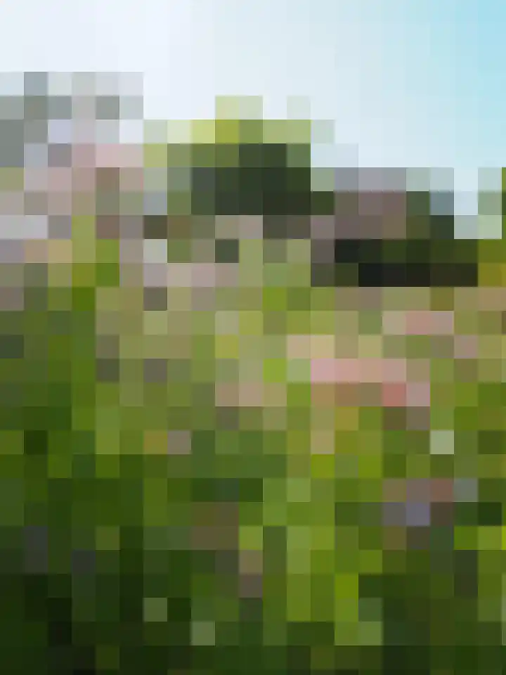 Hege Buorren 21 Minnertsga thumbnail 10