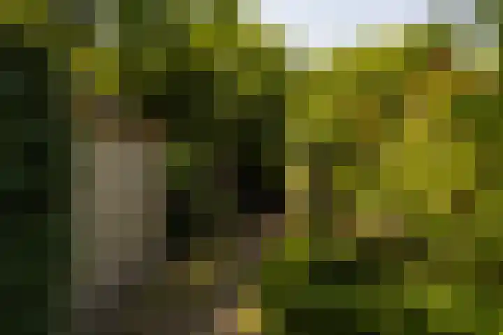 Hege Buorren 21 Minnertsga thumbnail 12