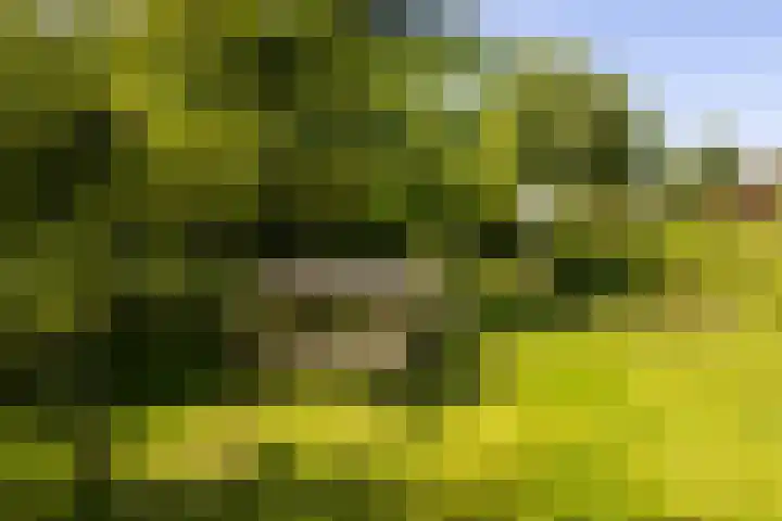 Hege Buorren 21 Minnertsga thumbnail 14