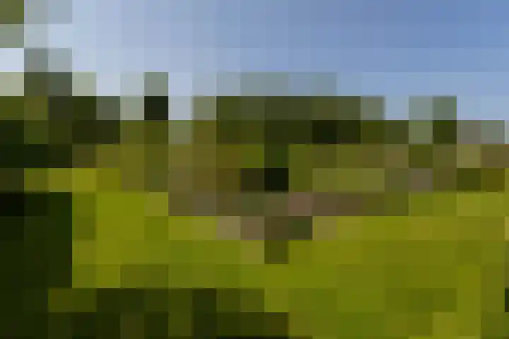 Hege Buorren 21 Minnertsga thumbnail 46