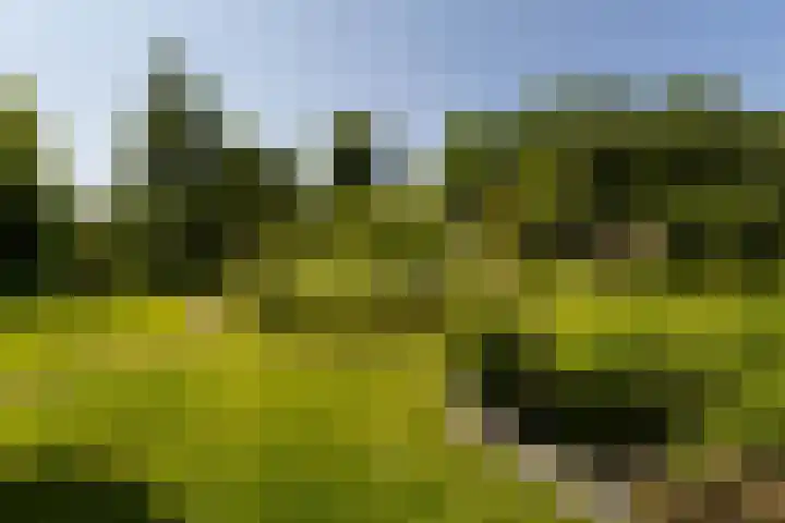 Hege Buorren 21 Minnertsga thumbnail 47