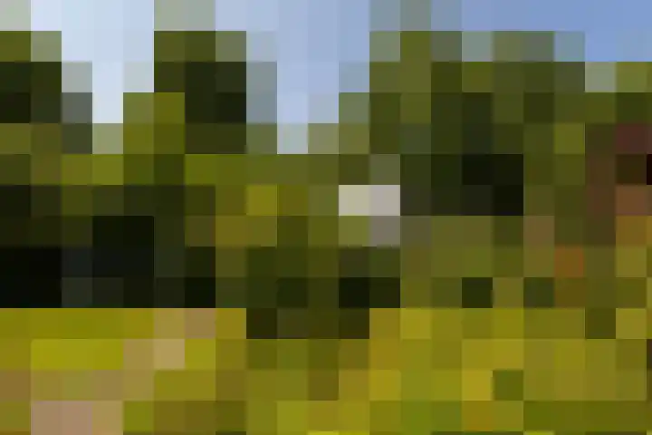 Hege Buorren 21 Minnertsga thumbnail 49