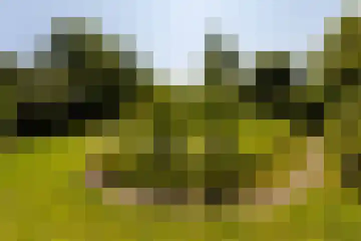 Hege Buorren 21 Minnertsga thumbnail 51