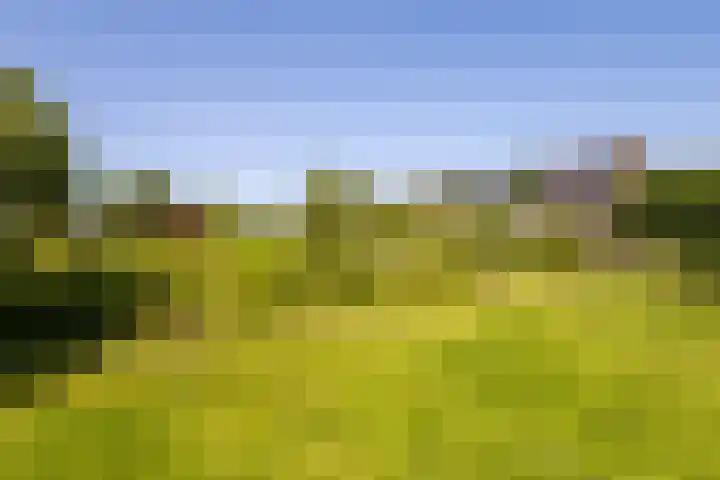 Hege Buorren 21 Minnertsga thumbnail 53