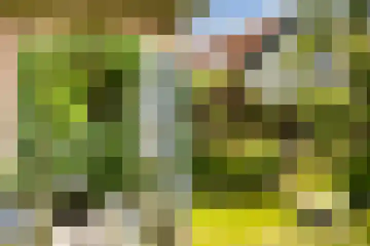 Hegebuorren 25 Holwert thumbnail 36