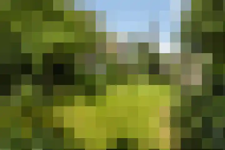 Hegebuorren 25 Holwert thumbnail 41