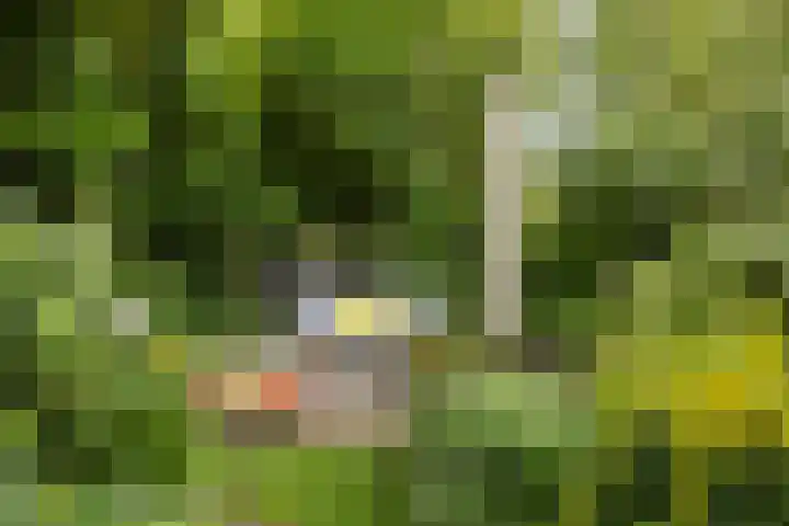 Hegebuorren 25 Holwert thumbnail 42