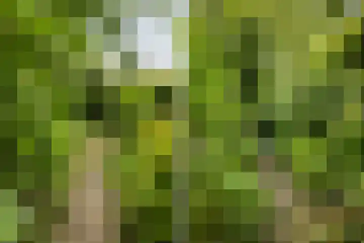 Hegebuorren 25 Holwert thumbnail 43