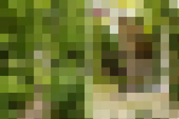 Hegebuorren 25 Holwert thumbnail 44
