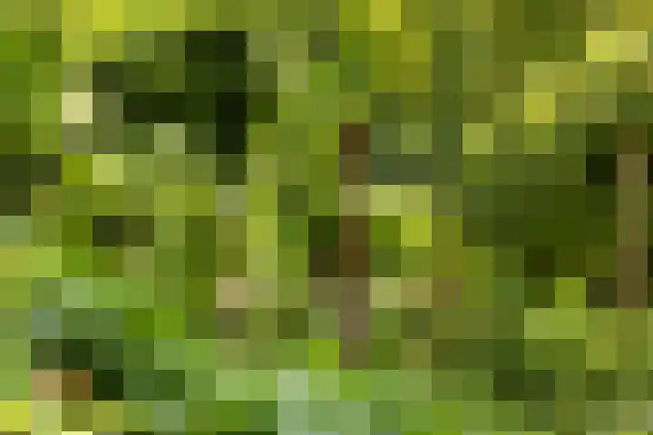 Hegebuorren 25 Holwert thumbnail 48