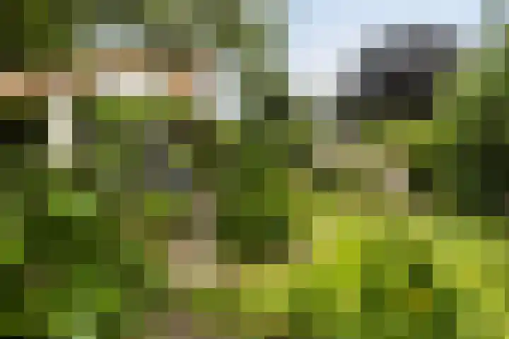 Hegebuorren 25 Holwert thumbnail 52