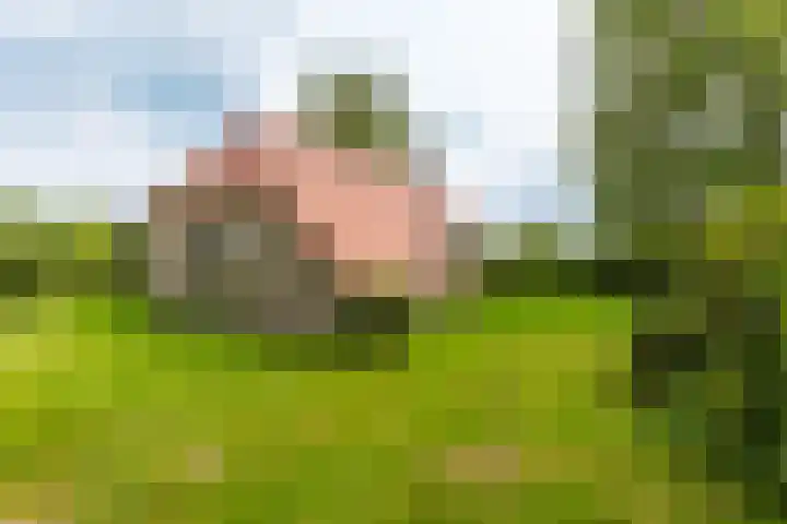 Hegedyk 36 Langezwaag thumbnail 17