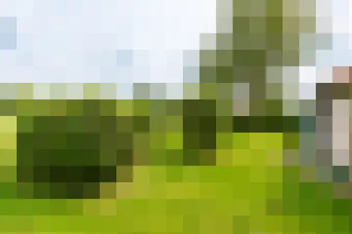 Hegedyk 36 Langezwaag thumbnail 20