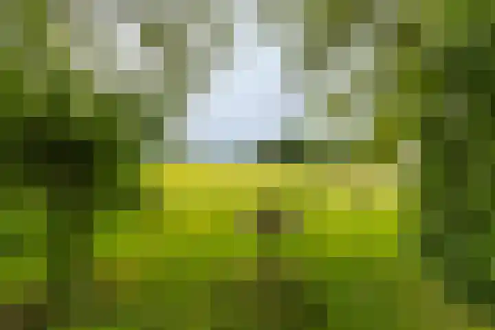 Hegedyk 36 Langezwaag thumbnail 21