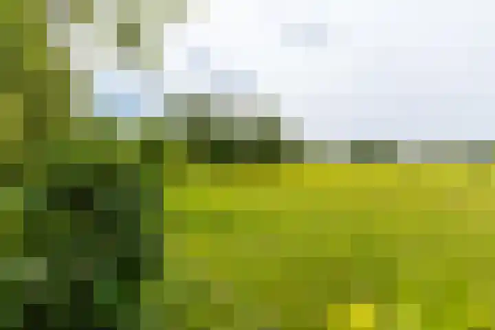 Hegedyk 36 Langezwaag thumbnail 22