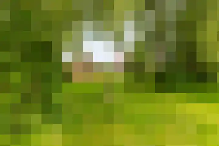 Hegedyk 36 Langezwaag thumbnail 23