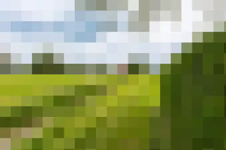 Hegedyk 36 Langezwaag thumbnail 25