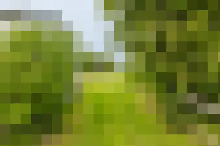 Hegedyk 36 Langezwaag thumbnail 26