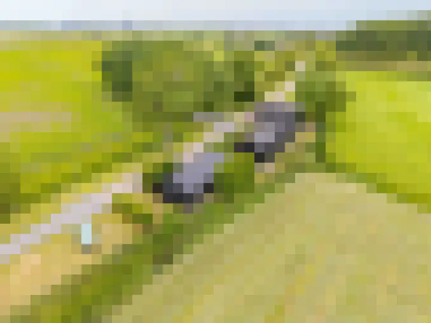 Hegedyk 38 Marsum thumbnail 5