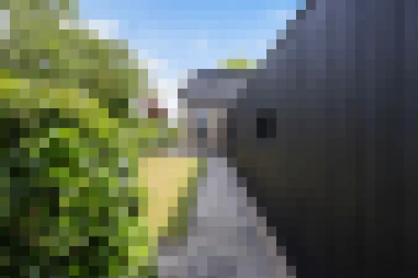 Hegedyk 38 Marsum thumbnail 62