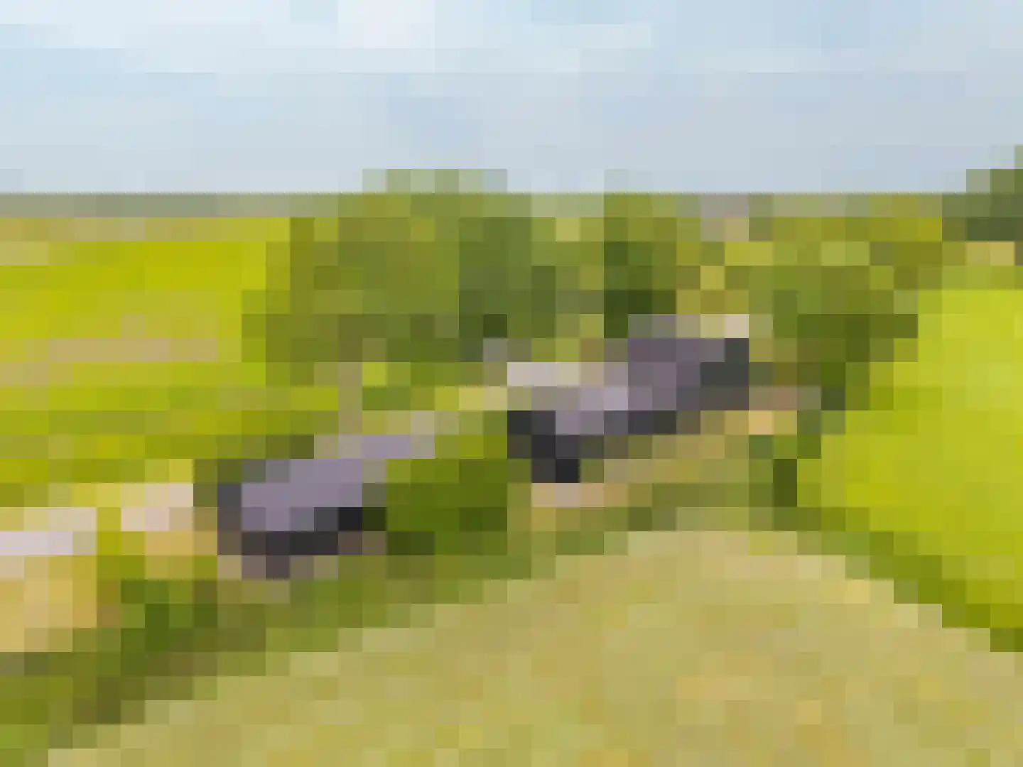 Hegedyk 38 Marsum thumbnail 64