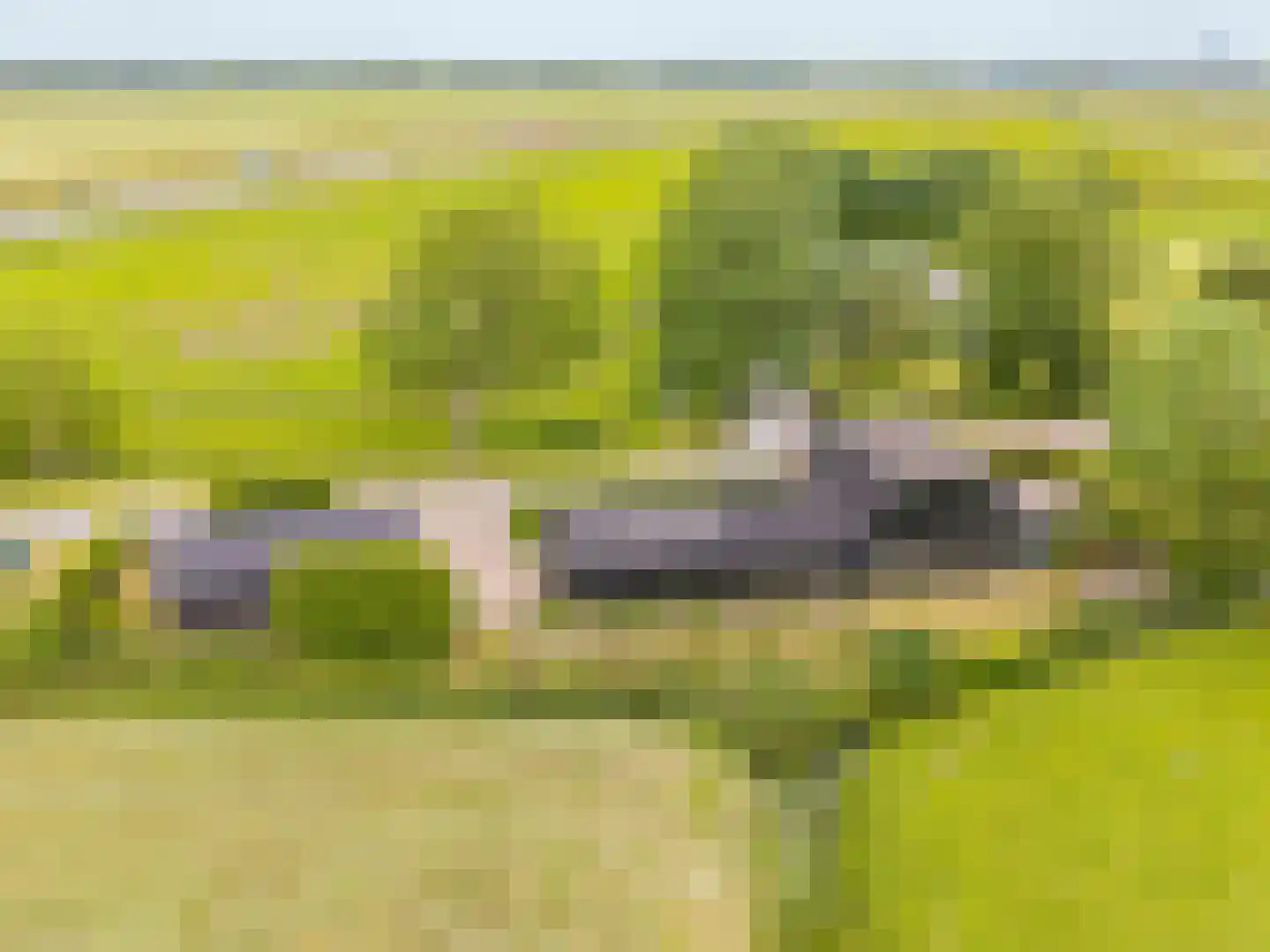 Hegedyk 38 Marsum thumbnail 65