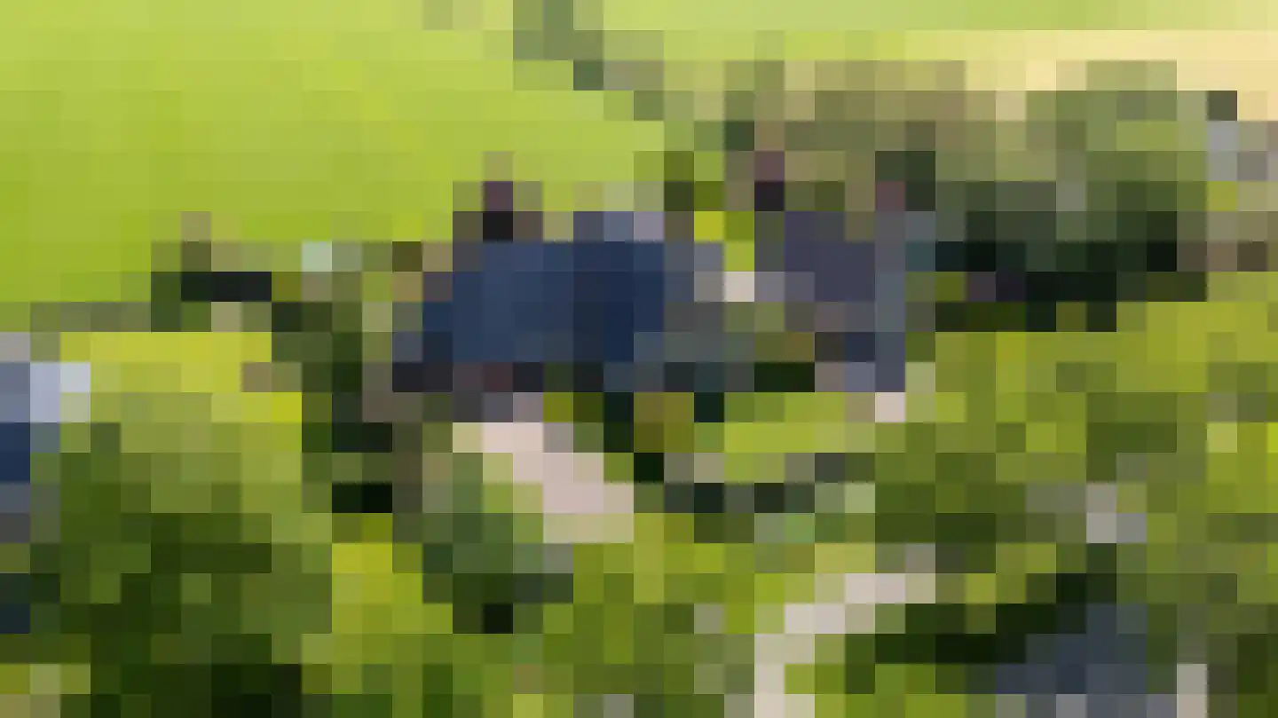 Hegedyk 4 Jellum thumbnail 4