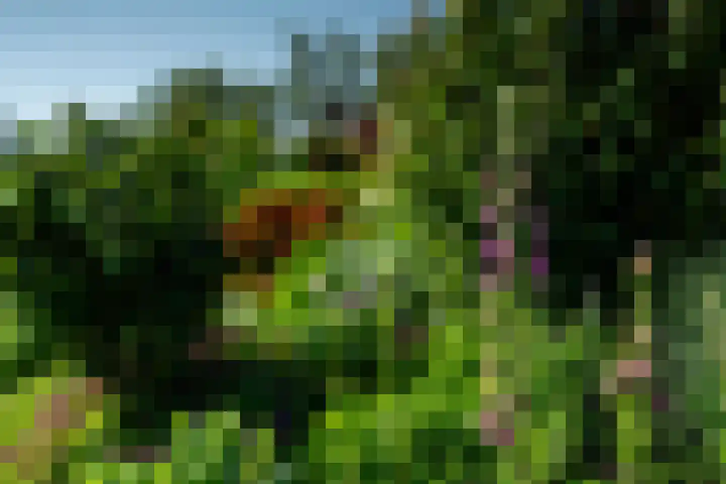 Hegedyk 4 Jellum thumbnail 67