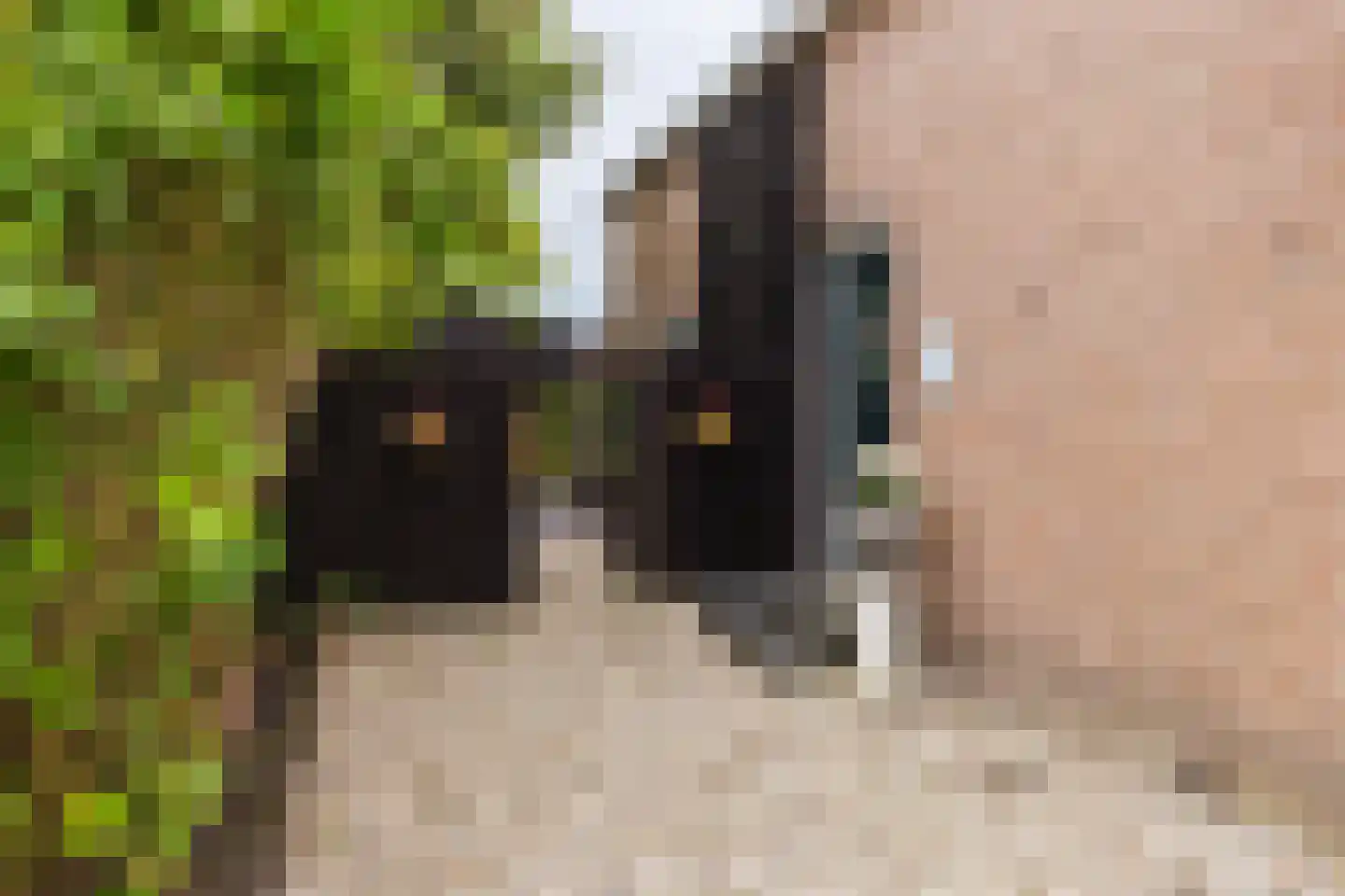 Hegedyk 60 Langezwaag thumbnail 12