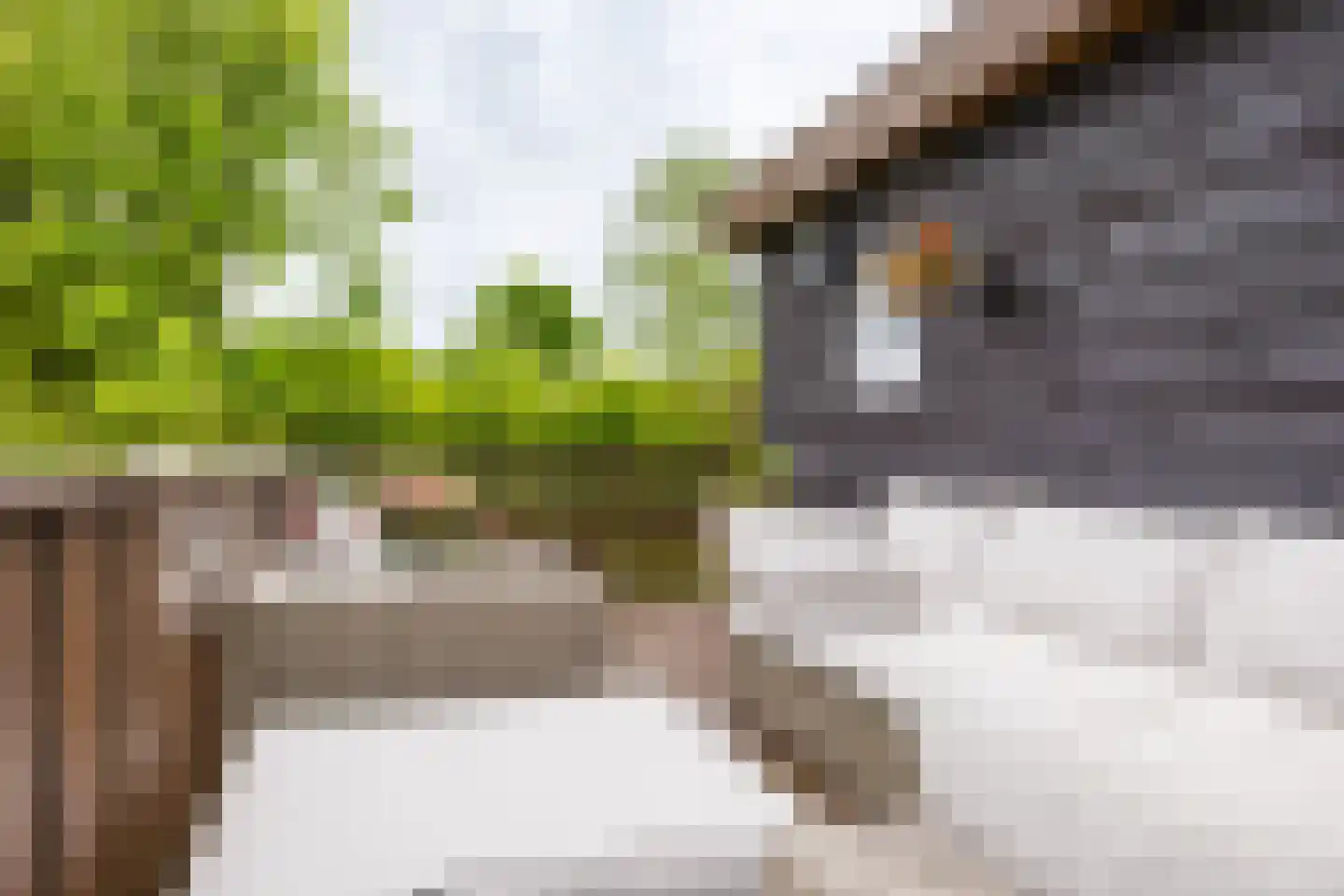 Hegedyk 60 Langezwaag thumbnail 22