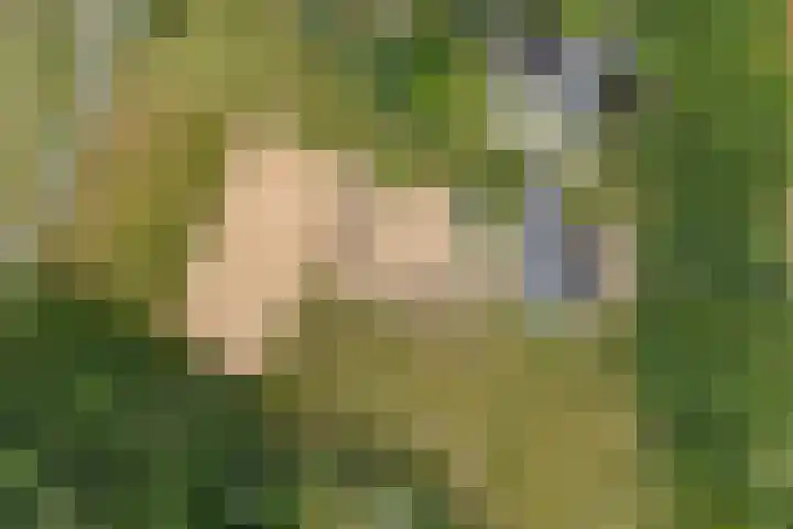 Hegenzand 13 Noord-Sleen thumbnail 8