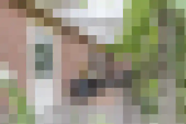 Hegewei 11 Nijega thumbnail 29